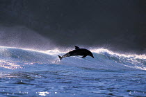 ic-08704 Bottlenose dolphin leaping through wave {Tursiops truncatus}
