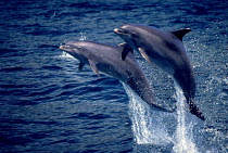 ic-08705 Two Bottlenose dolphins leaping {Tursiops truncatus}