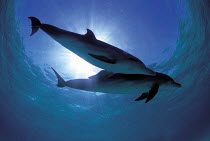 ic-08707 Two Bottlenose dolphins {Tursiops truncatus} Bahamas.