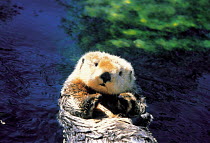 ic-09003 Sea otter lying on back in water {Enhydra lutris}