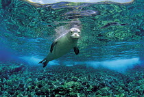 ic-09002 Hawaiian monk seal swimming underwater {Mirounga angustirostris} Hawaii