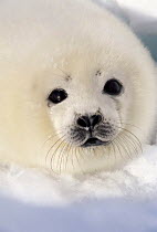ic-09005 Harp seal pup on ice {Phoca groenlandicus} Canada