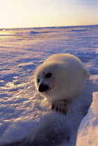 ic-09101 Harp seal pup on ice {Phoca groenlandicus} Canada