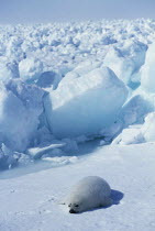ic-09102 Harp seal pup on ice {Phoca groenlandicus} Canada