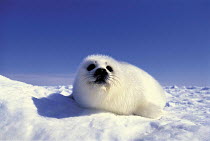 ic-09103 Harp seal pup on ice {Phoca groenlandicus} Canada