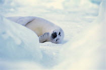 ic-09104 Harp seal pup sleeping on ice {Phoca groenlandicus} Canada