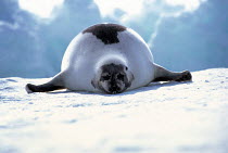 ic-09105 Harp seal on ice {Phoca groenlandicus} Canada