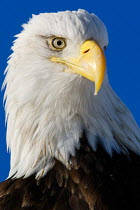 ic-17701 American bald eagle head portrait {Haliaeetus leucocephalus}