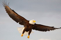 ic-17705 American bald eagle in flight landing {Haliaeetus leucocephalus}