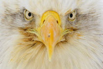 ic-17707 American bald eagle close up head portrait {Haliaeetus leucocephalus}