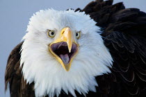 ic-17709 American bald eagle calling {Haliaeetus leucocephalus}