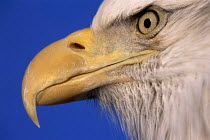 ic-17711 American bald eagle close-up profile of beak and eye {Haliaeetus leucocephalus}