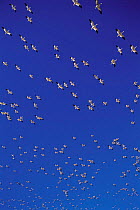 ic-09401 Flock of Snow geese flying on migration {Chen caerulescens} New Mexico, USA