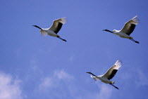 ic-09407 Three Japanese cranes in flight {Grus japonensis} Japan