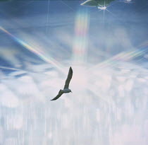 ic-09502 Seagull flying {Larinae}