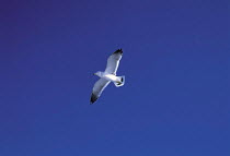 ic-09506 One Seagull in flight {Larinae}