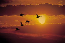 ic-09604 Five swans fly across sun at sunset.