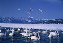 ic-09606 Whooper swans flying and on water {Cygnus cygnus} Hokkaido, Japan.