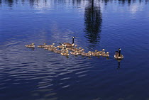 ic-09706 Canada geese family with large number of goslings on water {Branta canadensis} USA.