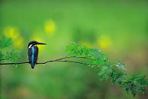ic-09802 Common kingfisher perched on branch {Alcedo atthis} Japan.