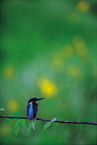 ic-09804 Common kingfisher perched {Alcedo atthis} Japan.