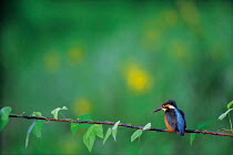ic-09903 Common kingfisher perched {Alcedo atthis} Japan.