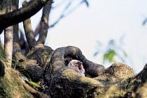 ic-10001 Ural owl chick in nest hole {Strix uralensis}