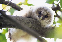 ic-10002 Ural owl chick looking down from tree {Strix uralensis}