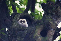 ic-10003 Ural owl chick looking out from nest hole {Strix uralensis}