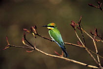ic-10005 Rainbow bee-eater {Merops ornatus} Australia.