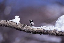 ic-10103 Great tit perched on branch in snow {Parus major} Japan.