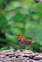 ic-10101 Japanese robin {Erithacus akahige} Japan.