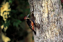 White backed woodpecker {Dendrocopos leucotos} Japan.