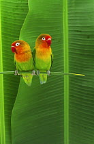 ic-14201 Pair of Lovebirds perched {Agapornis sp}