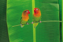 ic-14202 Pair of Lovebirds perched {Agapornis sp}