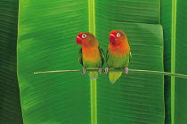 ic-14203 Pair of Lovebirds perched {Agapornis sp}