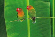 ic-14204 Pair of Lovebirds perched {Agapornis sp}