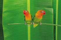 ic-14205 Pair of Lovebirds perched {Agapornis sp}