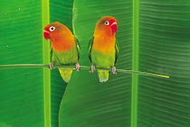 ic-14206 Pair of Lovebirds perched {Agapornis sp}