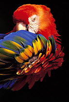 ic-10501 Scarlet macaw preening {Ara macao}