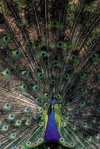 ic-10504 Peacock male displaying {Pavo cristatus} C.