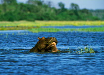 Male Hippopotamus killing calf - infanticide {Hippopotamus amphibius} Chobe NP, Botswana