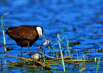 Male African jacana picking up chick {Actophilornis africana} Chobe NP, Botswana