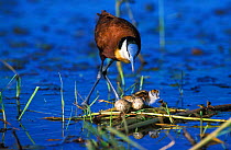 Male African jacana caring for chick and eggs {Actophilornis africana} Chobe NP, Botswana
