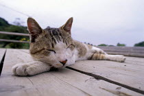 ic-00301 Domestic cat asleep on decking {Felis catus}