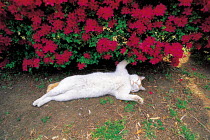 ic-00302 Domestic cat asleep on back under flower bush {Felis catus}
