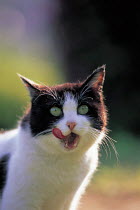 ic-00404 Domestic cat licking its lips {Felis catus}