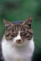 ic-00503 Contented domestic cat face portrait {Felis catus}