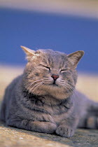 ic-00502 Contented domestic cat portrait {Felis catus}
