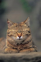 ic-00504 Contented domestic Tabby cat portrait {Felis catus}
